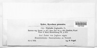 Diplodia juglandis image